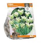 Baltus Tulipa Viridiflora Spring Green tulpen bloembollen per 5 stuks